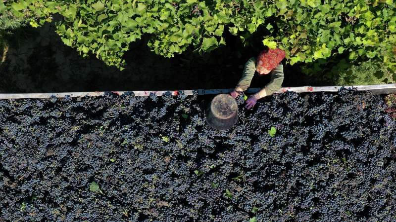 Минсельхоз поделились планами увеличить площадь виноградников в 2024 году