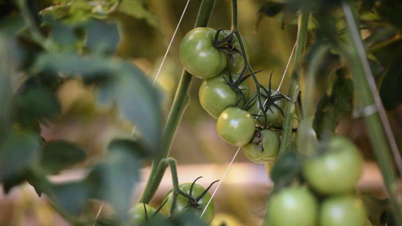 АПК "Астраханский" сообщил о ситуации с семенами томатов к началу посевной
