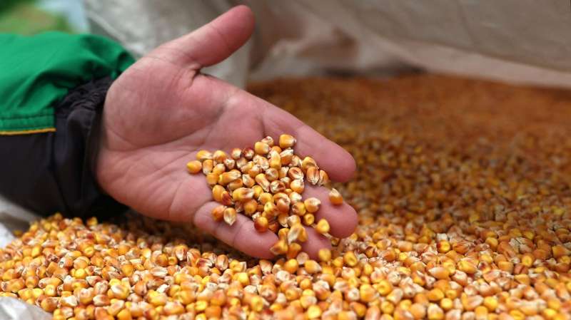 Астраханские власти оценили ситуацию с запасом семян в регионе