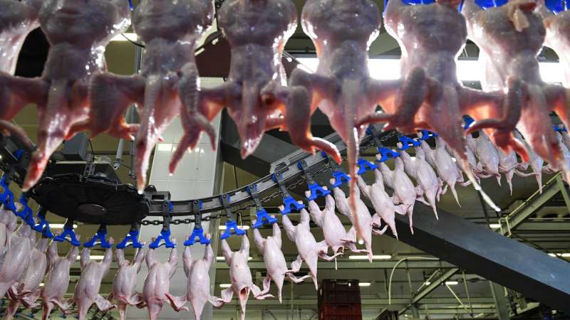 Эксперты оценили  состояние мясоперерабатывающей отрасли