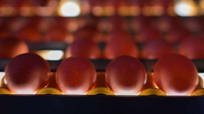 "Магнит" заявил о стабилизации цен на яйца