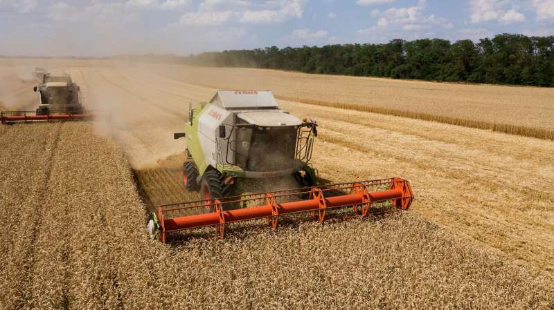 Новый закон на Кубани поможет импортозамещению семян пропашных