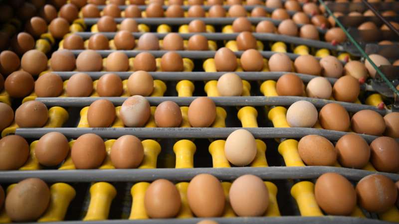 Россия уже получила от Азербайджана полтора миллиона пищевых яиц