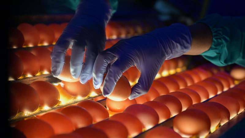 В ДНР выявили признаки картельного сговора по ценам на яйца