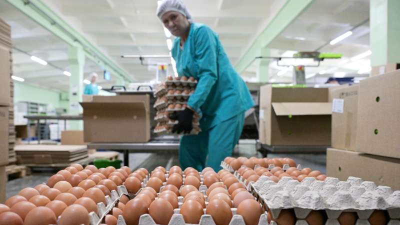 В России подешевели куриные яйца