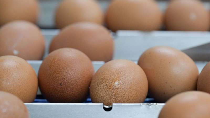 Яйца с начала года подешевели на 2,58 процента, заявили в Росстате