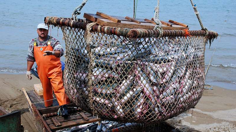 Дешево не будет. Почему в России дорожает базовый продукт