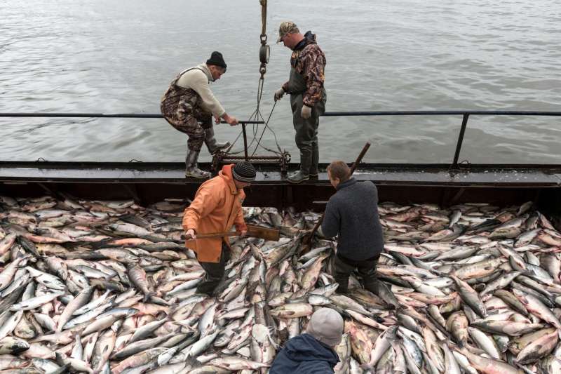 Дешево не будет. Почему в России дорожает базовый продукт