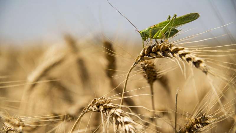 Франция призвала включить пшеницу в механизм по ограничению ввоза с Украины