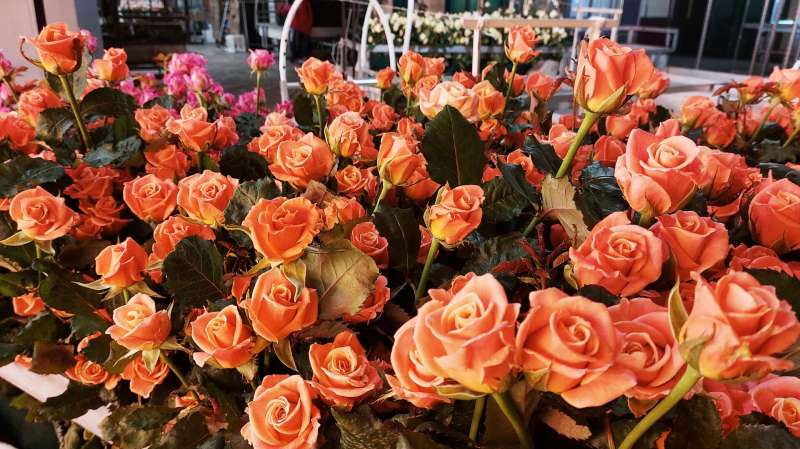 Нидерланды, Колумбия и Эквадор стали мировыми лидерами цветочного экспорта