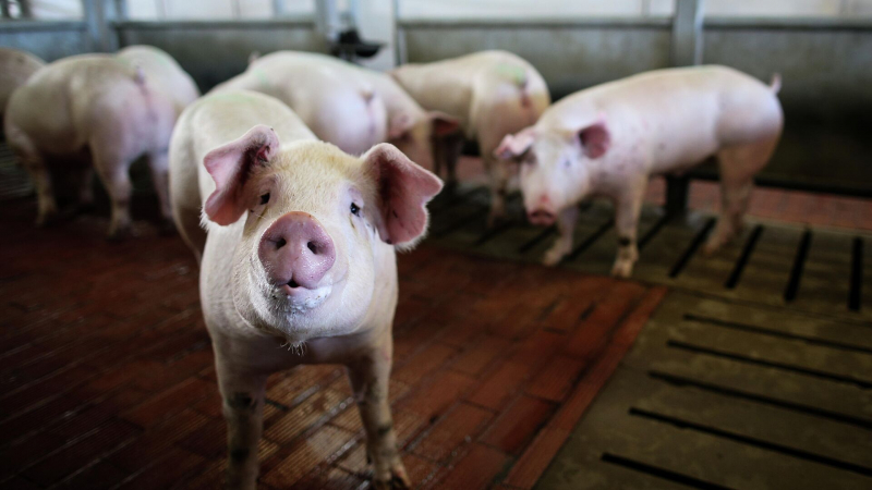 Кубань планирует восстановить поголовье свиней после АЧС за три года