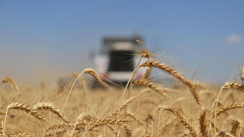 Россия обновила трехлетний рекорд экспорта зерна, заявили в "Русагротрансе"