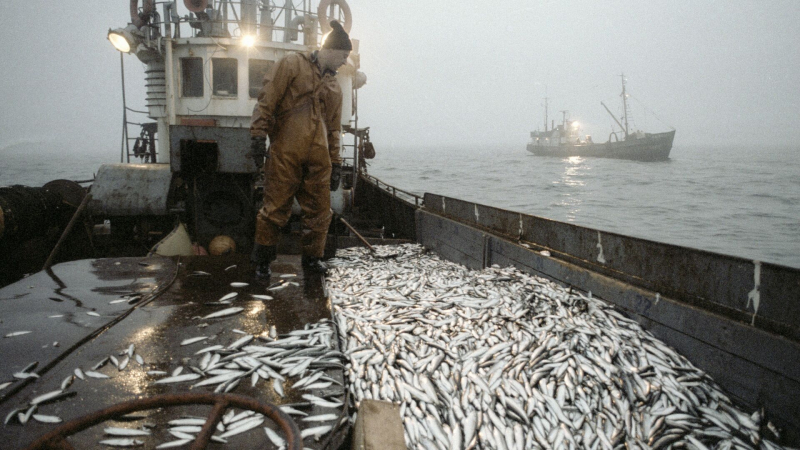 В СФ поддержали запрет на вылов рыбы в Баренцевом море для Великобритании