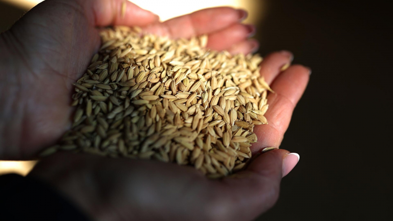 Запрет на экспорт риса из России продлили еще на полгода